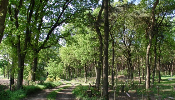 Cottage D`n Weijer
